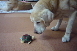 老犬ホームでの生活