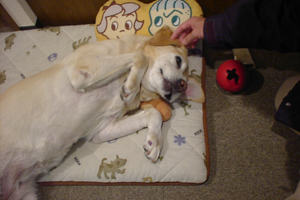 老犬ボランティアとの暮らし
