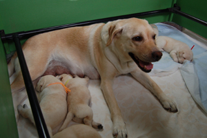 繁殖犬飼育委託ボランティア