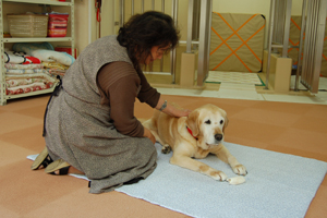 老犬飼育委託ボランティア