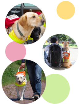 盲導犬とは