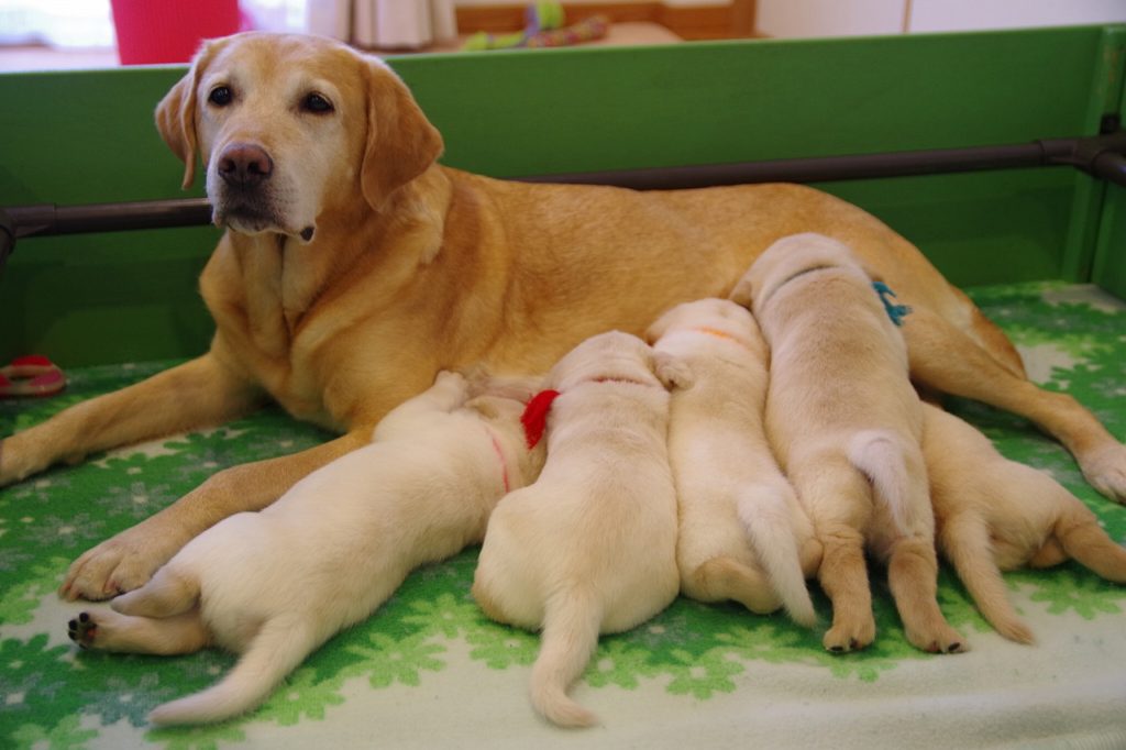子犬の誕生
