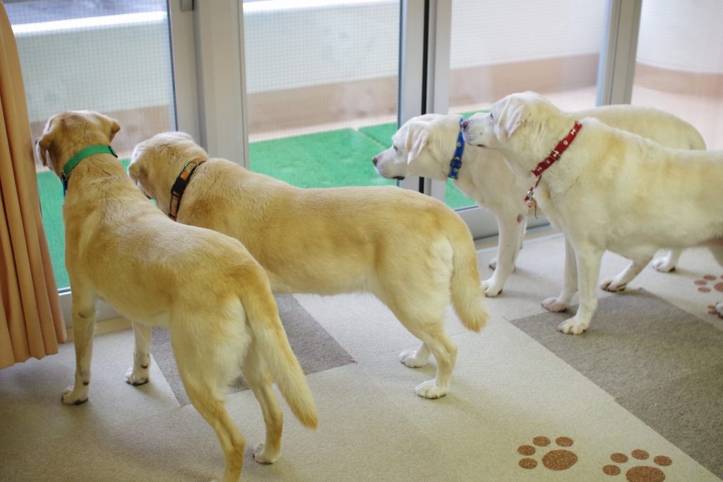 老犬ホームでの生活