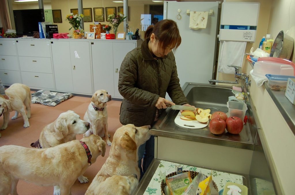 老犬ホームでの生活