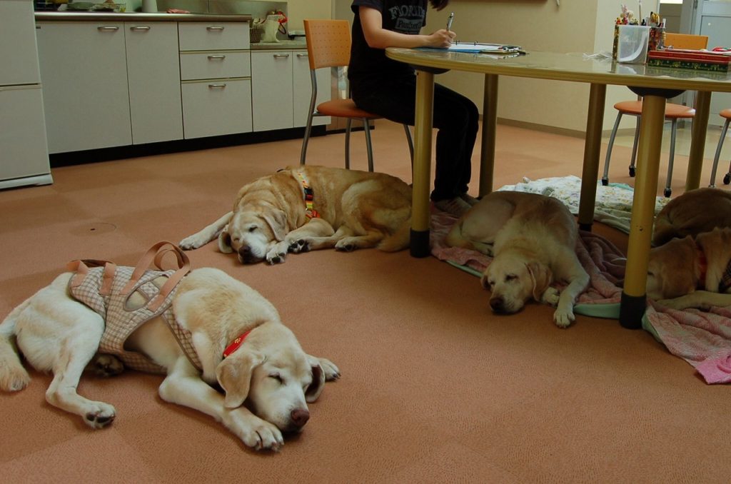 老犬ホームでの生活