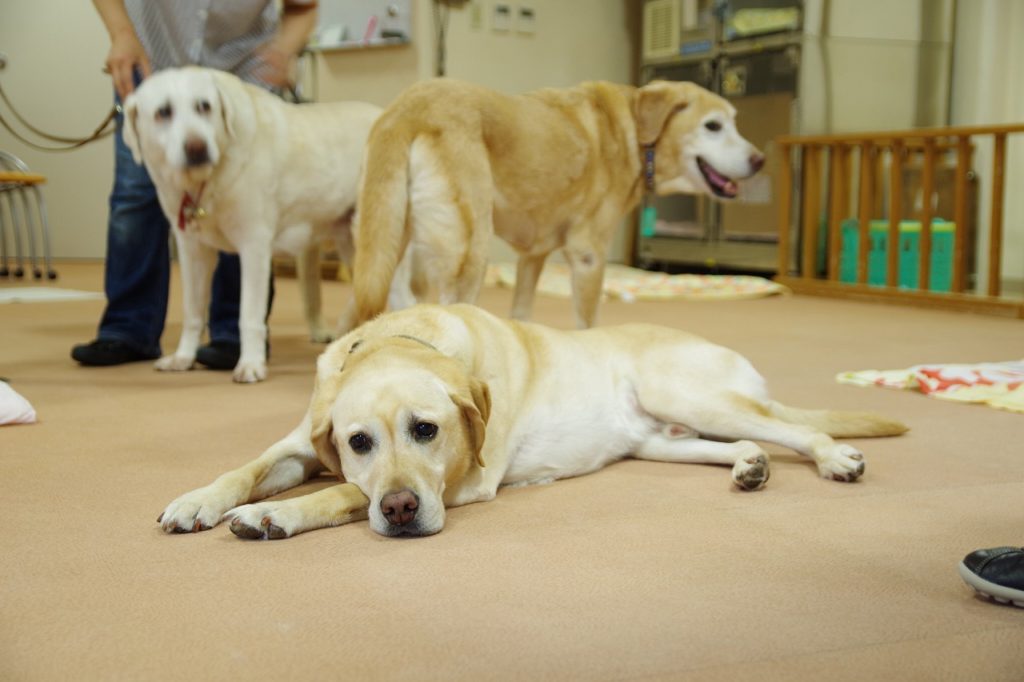 老犬の介護について