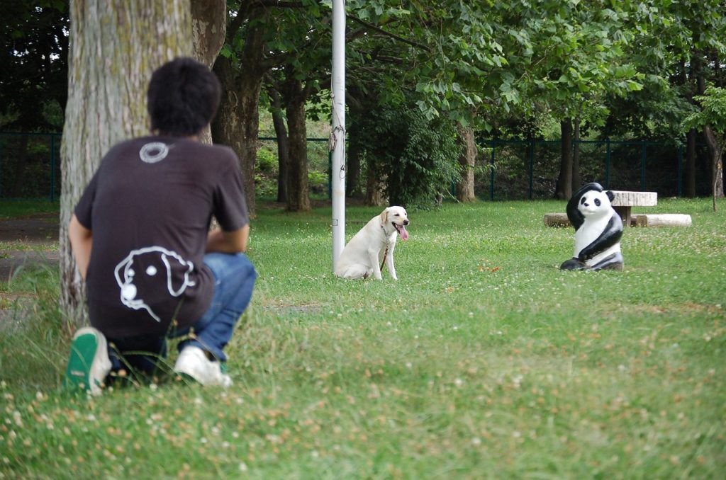 盲導犬適性評価