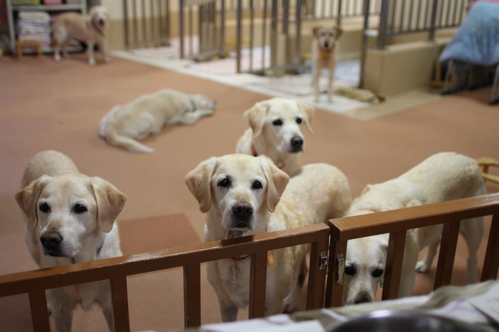 盲導犬の引退