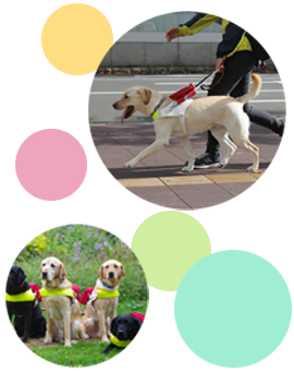 盲導犬とは