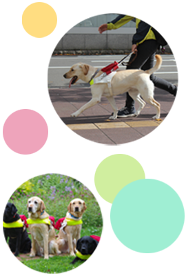 盲導犬とは？